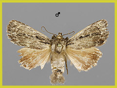 A. cinnamomea