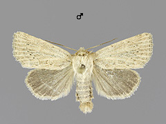 P. extrema