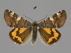 A. parthenias