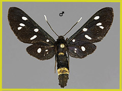 A. phegea