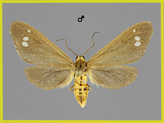 D. ancilla