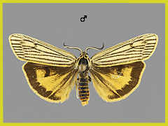 S. striata