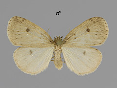 T. senex