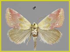 E. amasina
