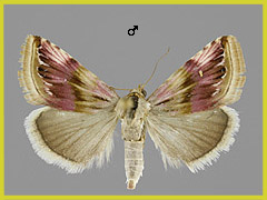 E. ostrina