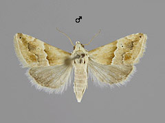 E. parvum
