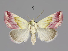 E. purpurinum
