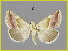 E. rosea