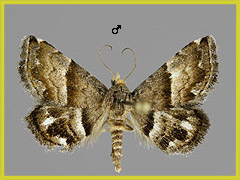 O. jucunda