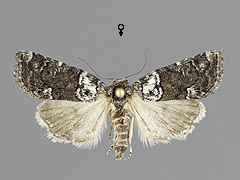 B. ereptricula