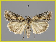 B. felina
