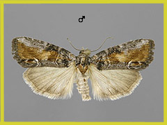B. orthogramma