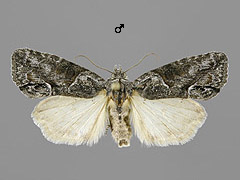B. raptricula