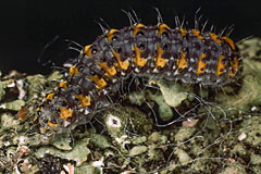 B. raptricula