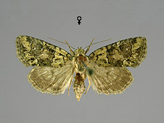 C. algae