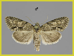 C. fraudatricula