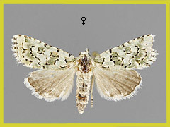 N. muralis