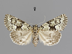 V. umovii