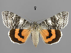 C. adultera