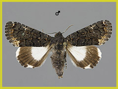 C. alchymista