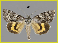 C. conversa