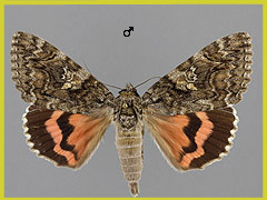 C. dilecta