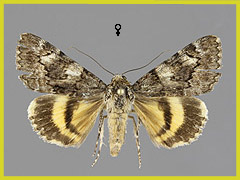 C. diversa