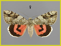 C. electa