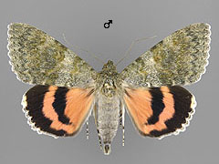 C. elocata