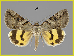 C. hymenaea
