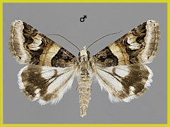 D. cailino