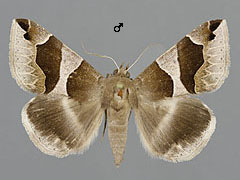 D. algira