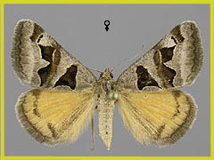 G. triquetra
