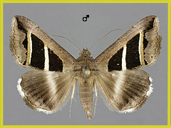 G. bifasciata