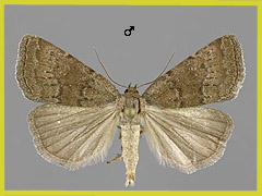 A. caliginosa