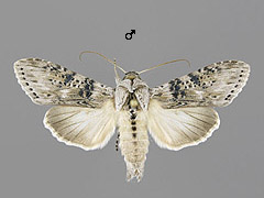 C. absinthii