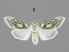 C. argentea