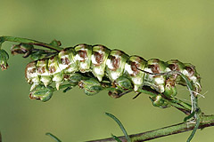 C. argentea