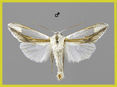 C. argentina