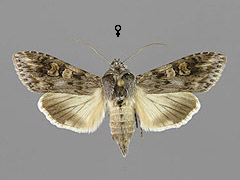 C. artemisiae