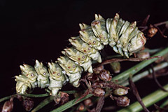 C. artemisiae