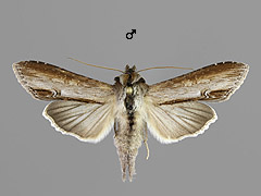 C. asteris