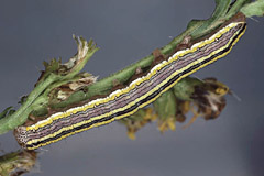 C. asteris