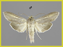 C. balsamitae