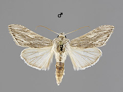 C. boryphora