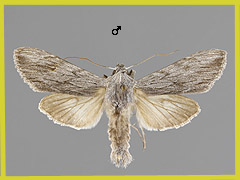 C. campanulae