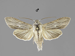 C. chamomillae