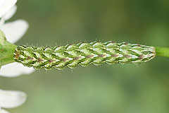 C. chamomillae