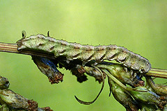 C. fraudatrix