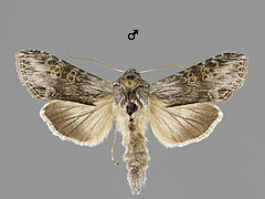 C. gnaphalii